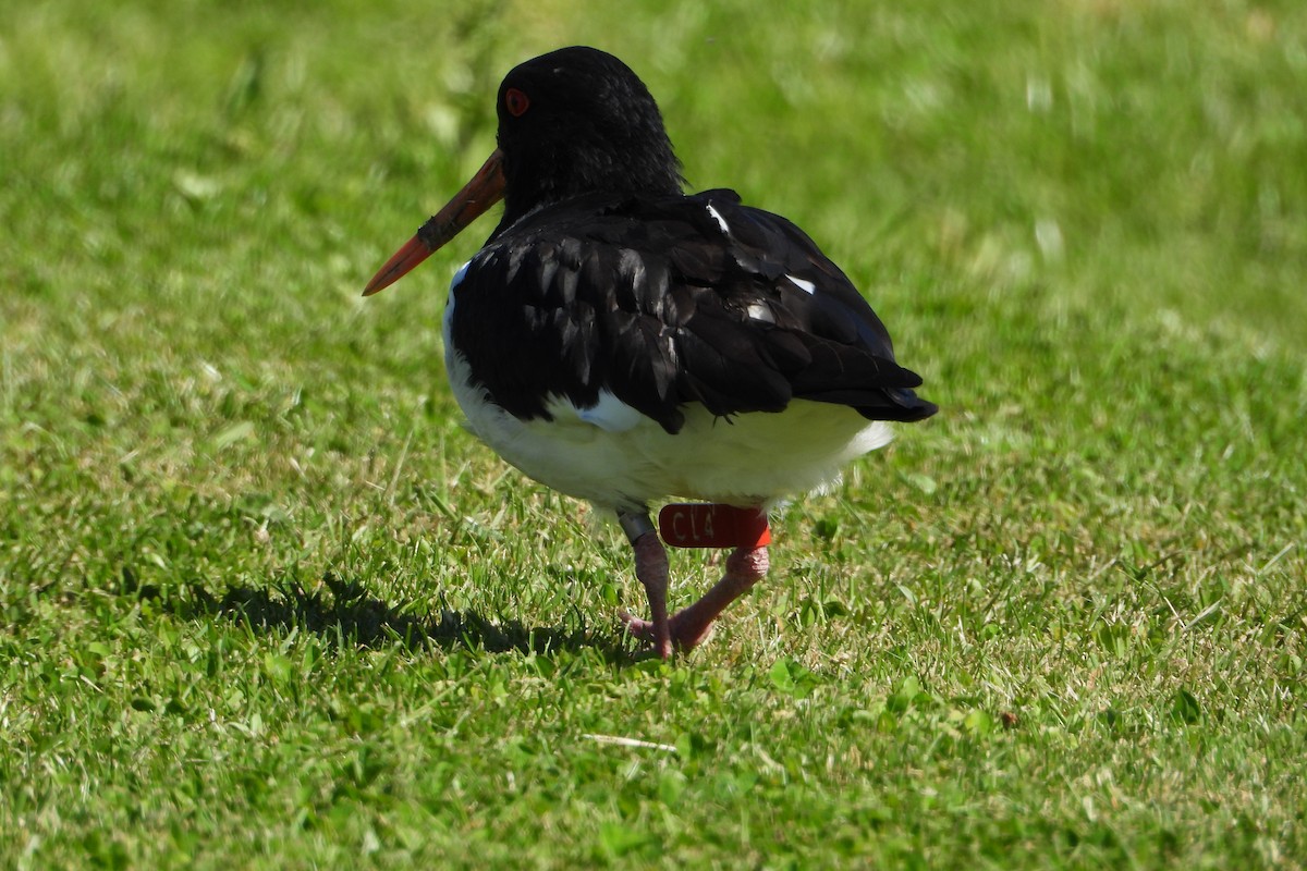 New Zealand Bird Atlas Checklist - 25 Oct 2023 - 2 Bel Posto Ln ...