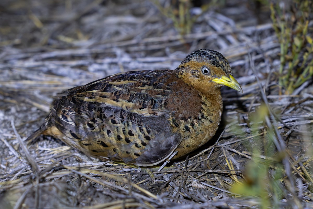 Red-backed Buttonquail - ML610350903