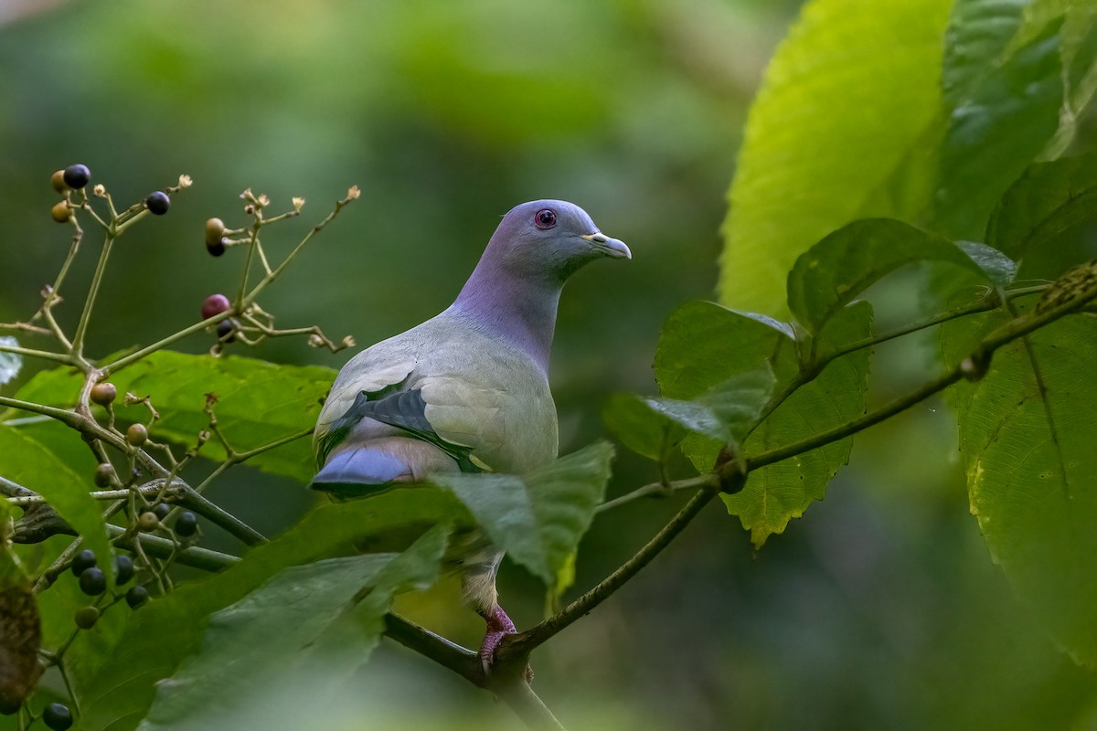 Ebird Checklist Oct Windsor Nature Park Including Venus Drive And Venus Loop