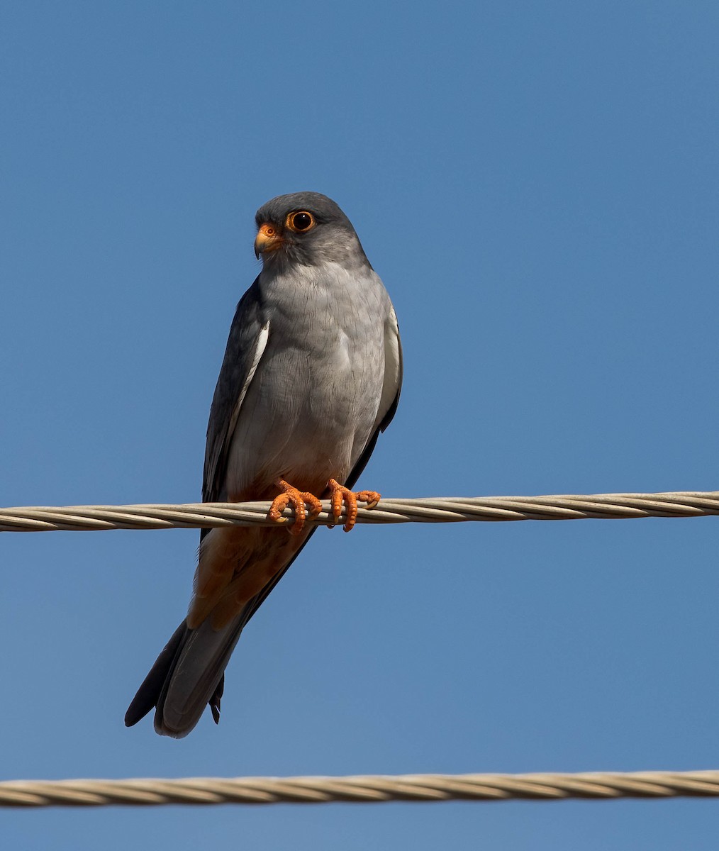 Amur Falcon - Per Smith