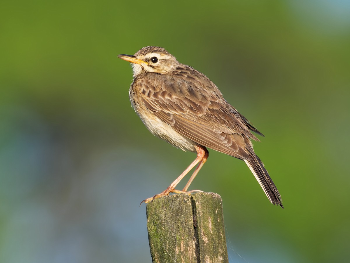 African Pipit - ML610351222