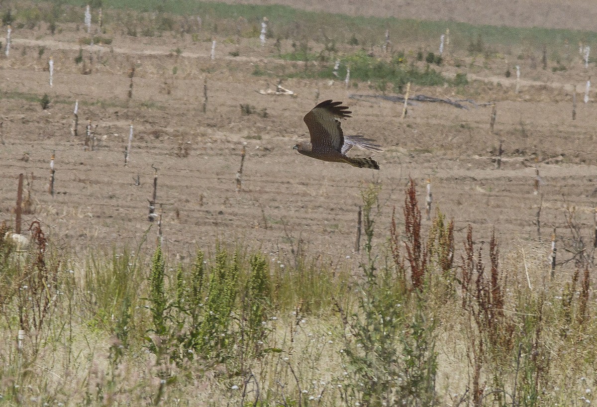 Spotted Harrier - ML610351306