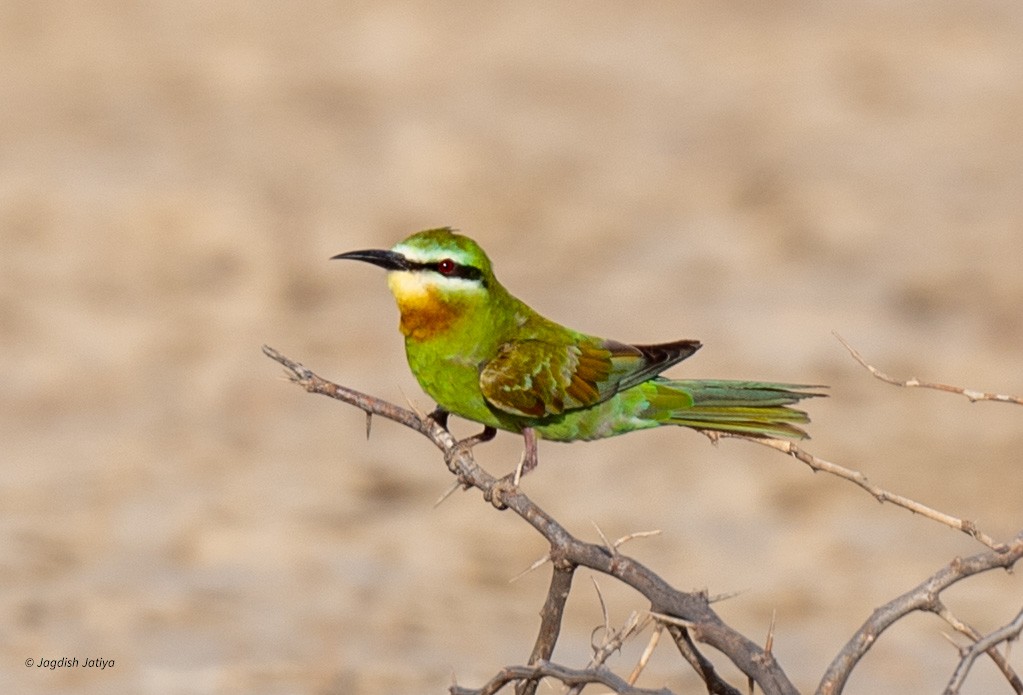 Blue-cheeked Bee-eater - ML610351334