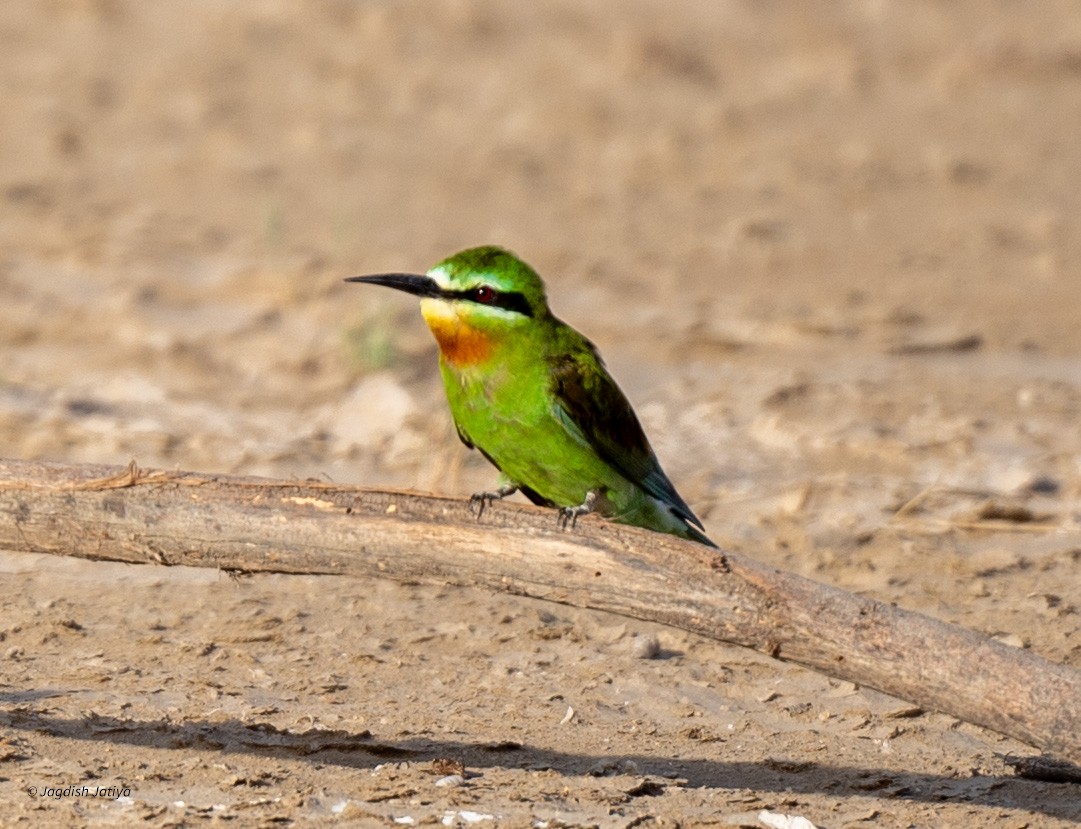 Blue-cheeked Bee-eater - ML610351350
