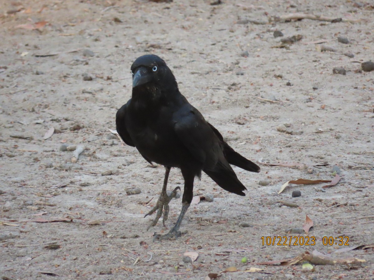 Torresian Crow - ML610351577