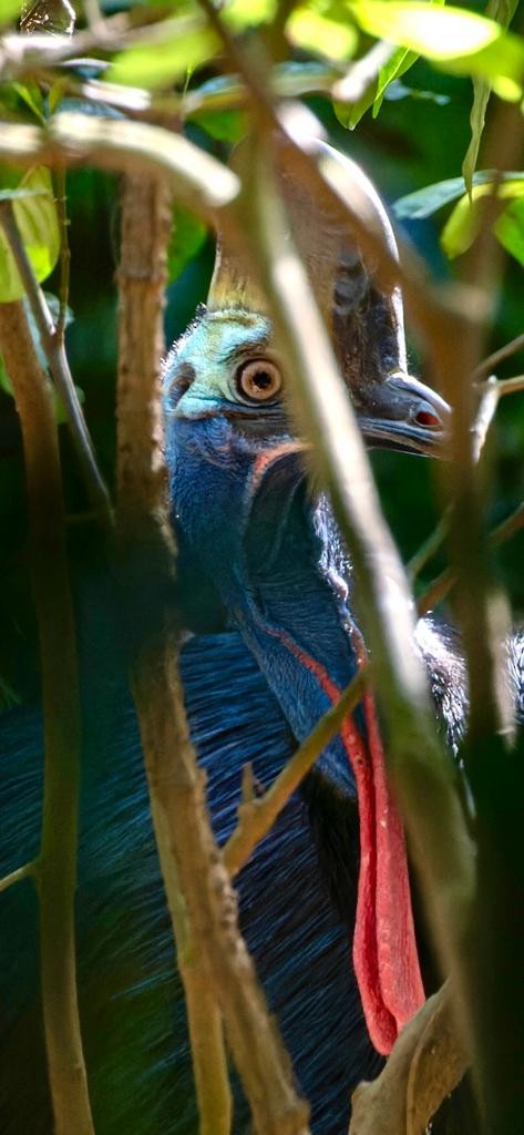 Southern Cassowary - Kelly Coles