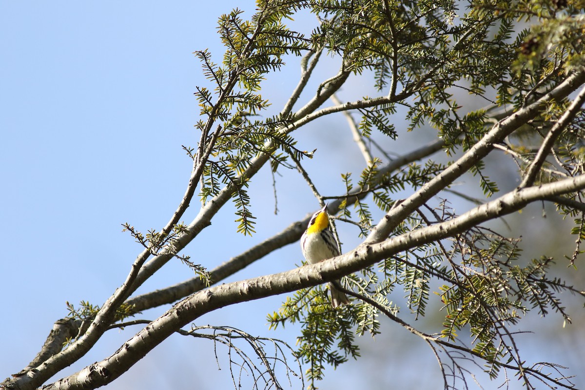 Yellow-throated Warbler - ML610351796