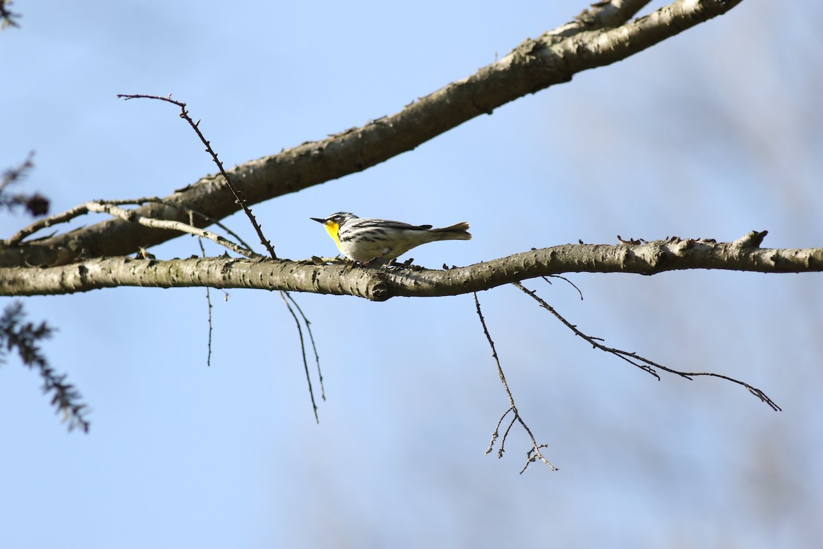 Yellow-throated Warbler - ML610351797