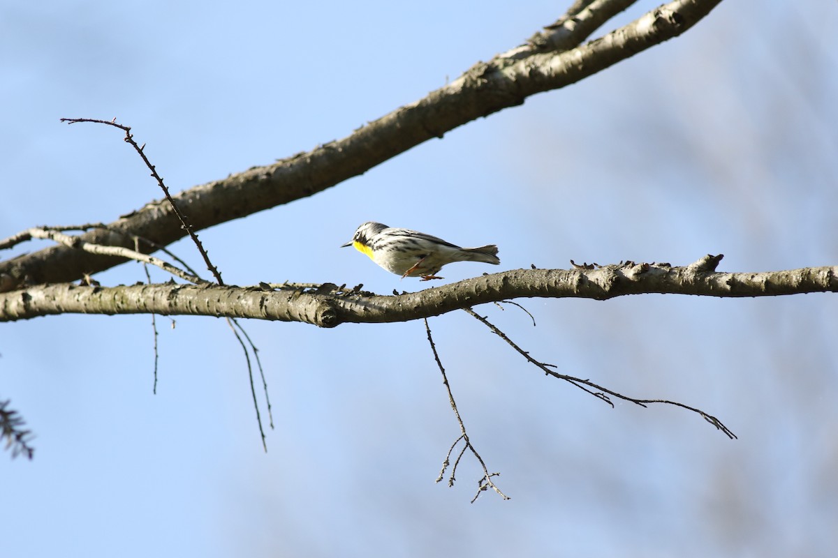 Yellow-throated Warbler - ML610351798