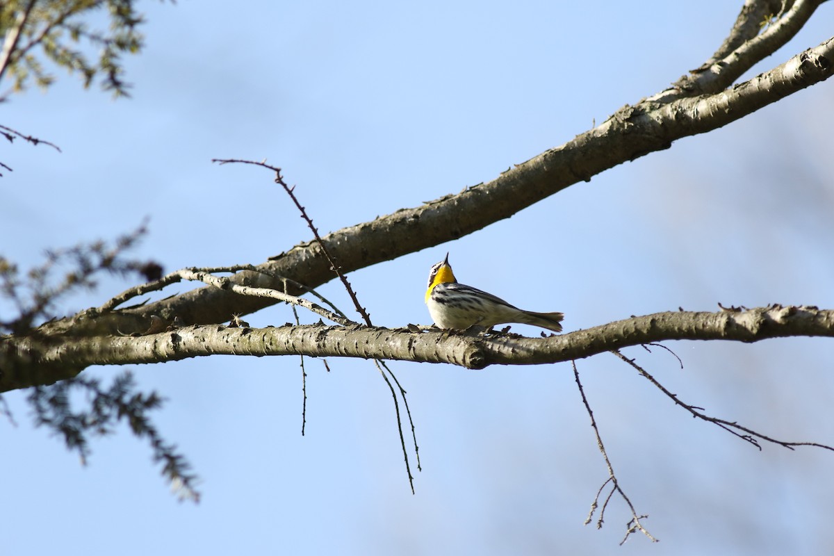 Yellow-throated Warbler - ML610351799