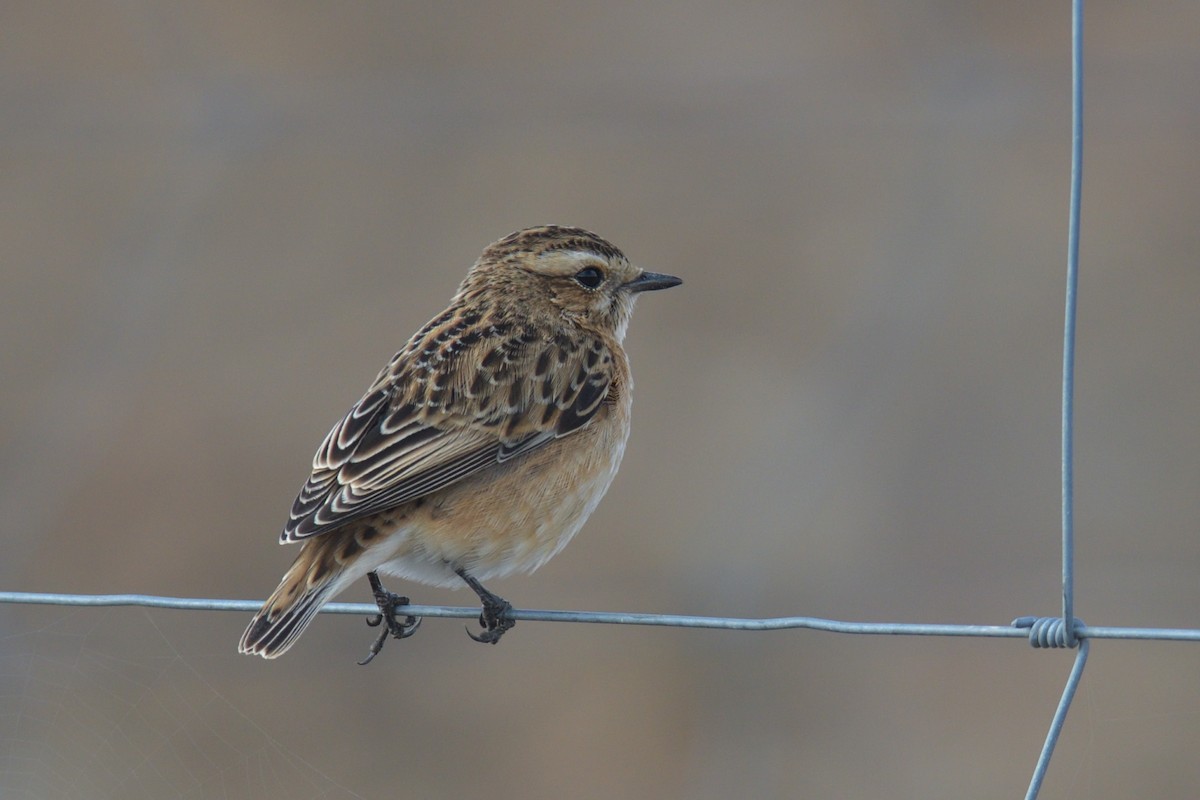 Whinchat - ML610351860