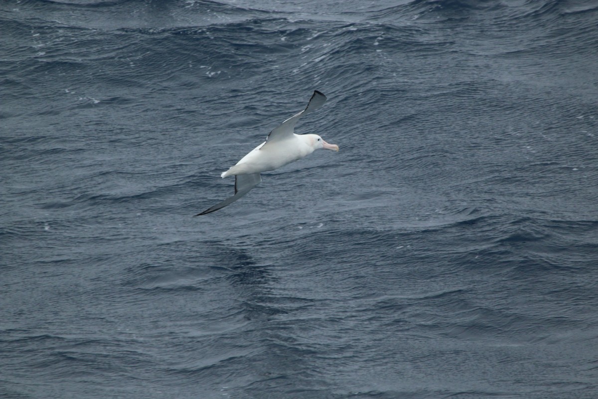 Snowy Albatross - ML610351930