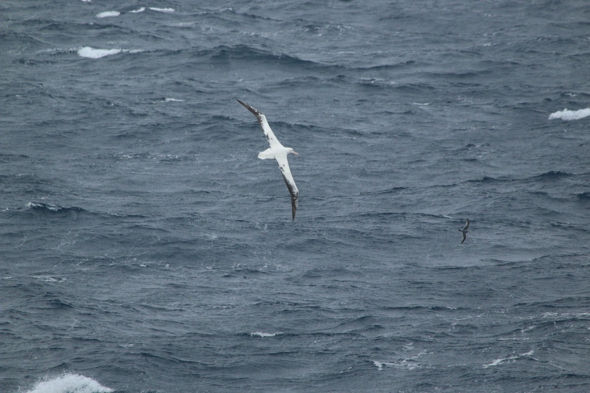 Snowy Albatross - ML610351933