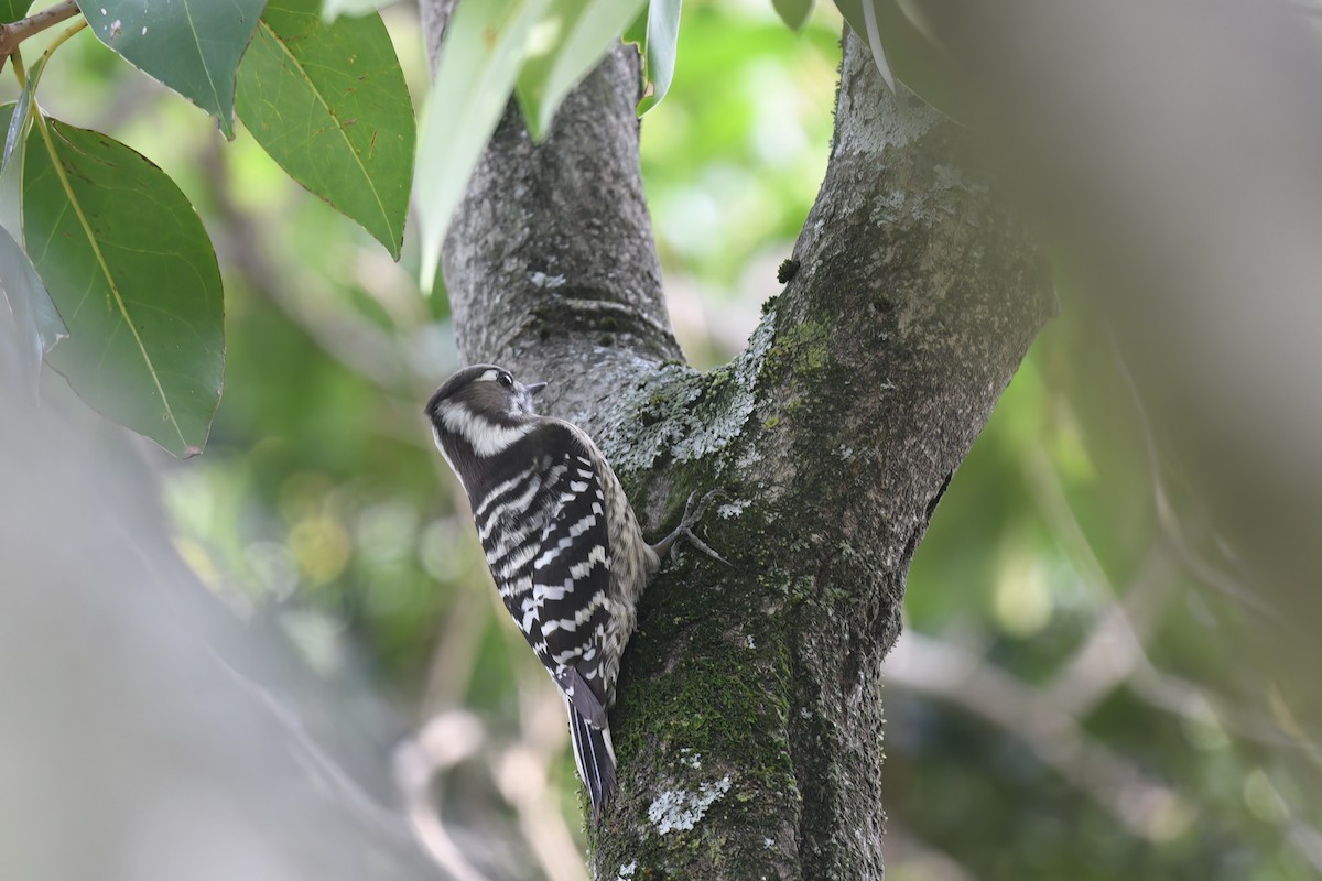 Japanese Pygmy Woodpecker - ML610352476