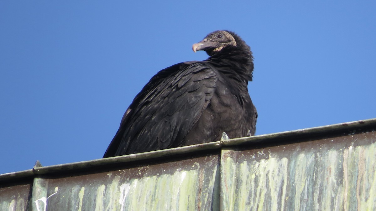 Black Vulture - ML610352575