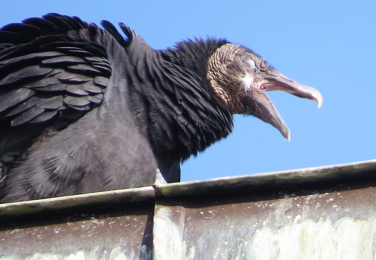 Black Vulture - ML610352576