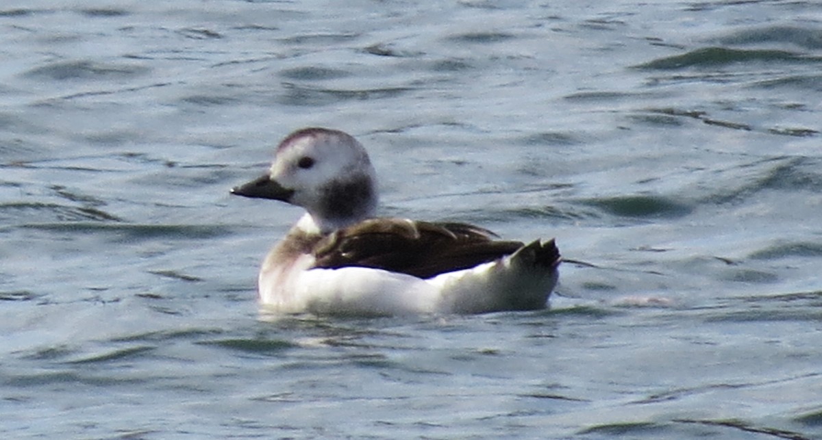 Long-tailed Duck - ML610352613