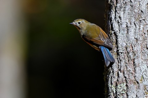 Red-flanked Bluetail - eBird