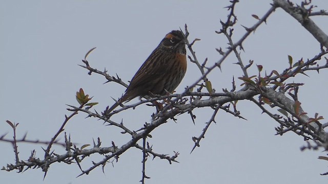 Rufous-breasted Accentor - ML610352822