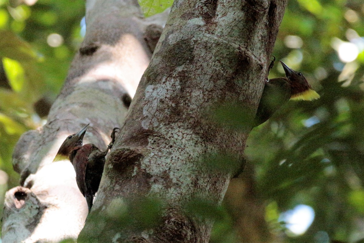 Checker-throated Woodpecker - Fadzrun A.
