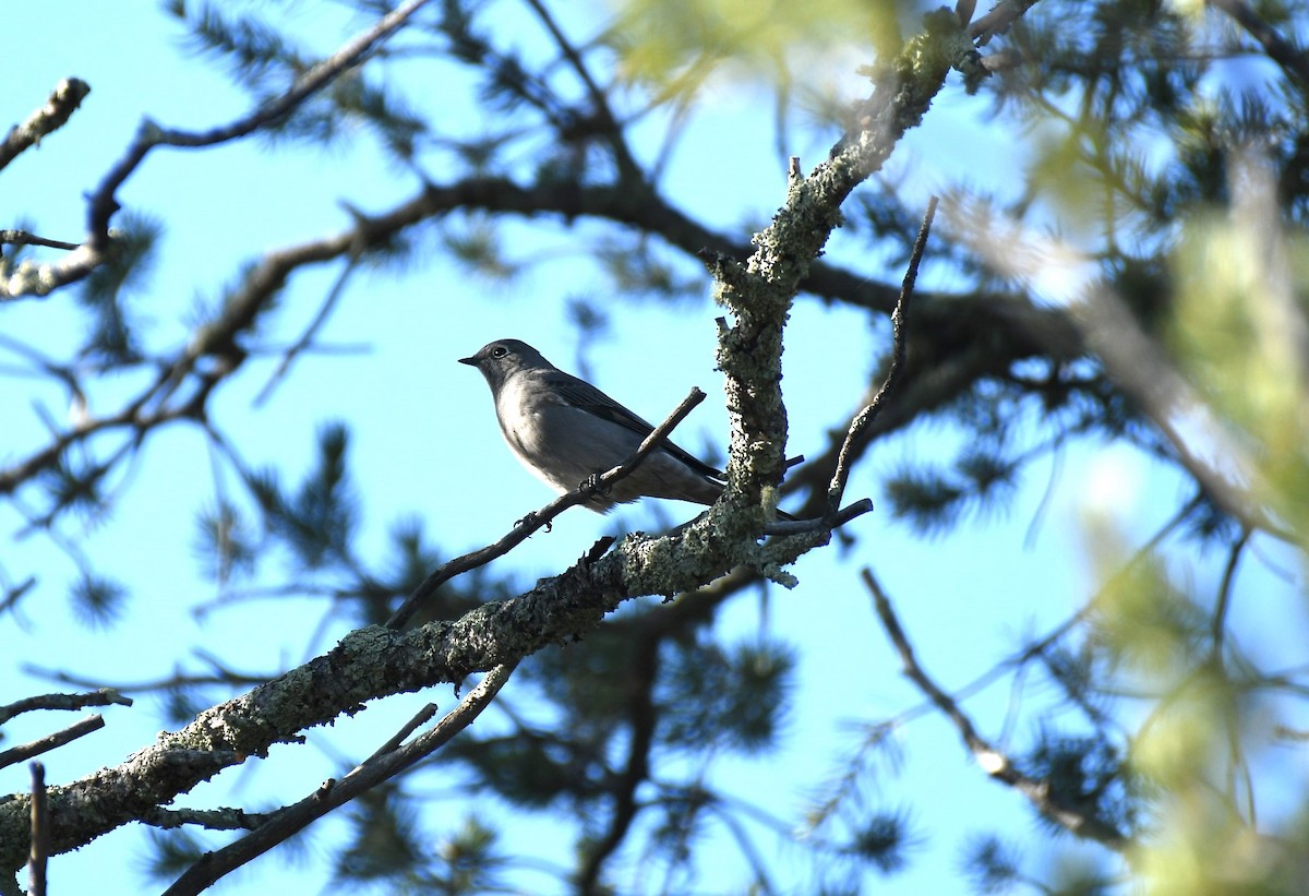 Townsend's Solitaire - Kathy Morales Eric Julson