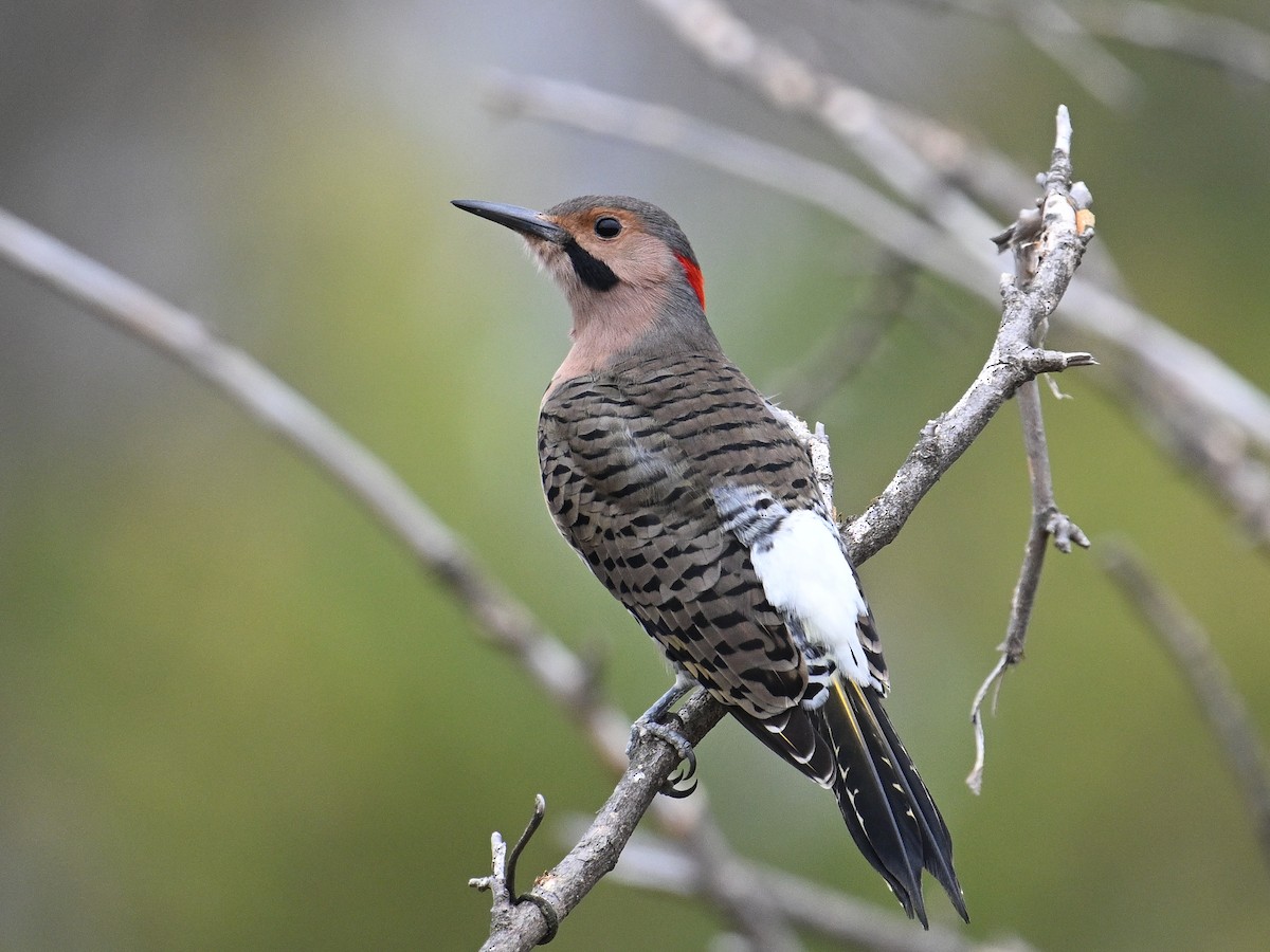 Northern Flicker (Yellow-shafted) - ML610353308