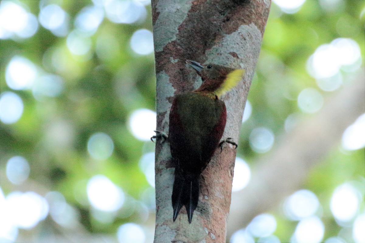 Checker-throated Woodpecker - Fadzrun A.