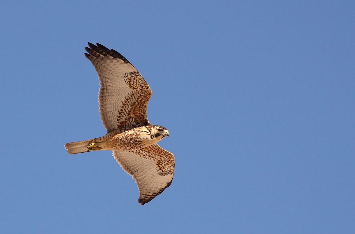 Variable Hawk (Red-backed) - ML610353496
