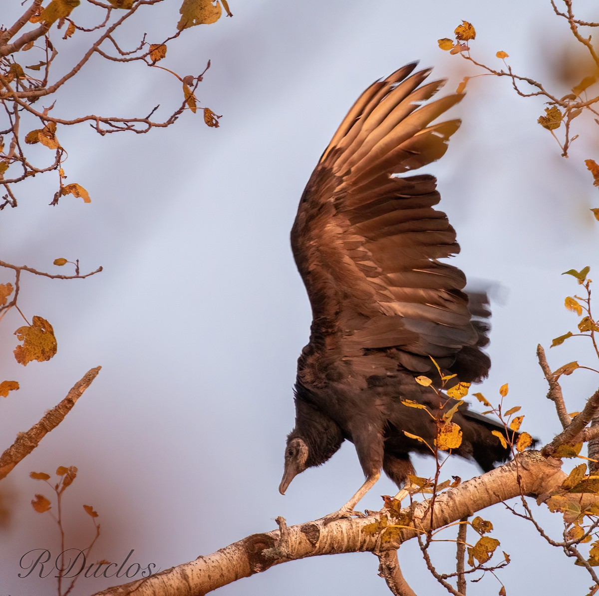 Black Vulture - ML610353539