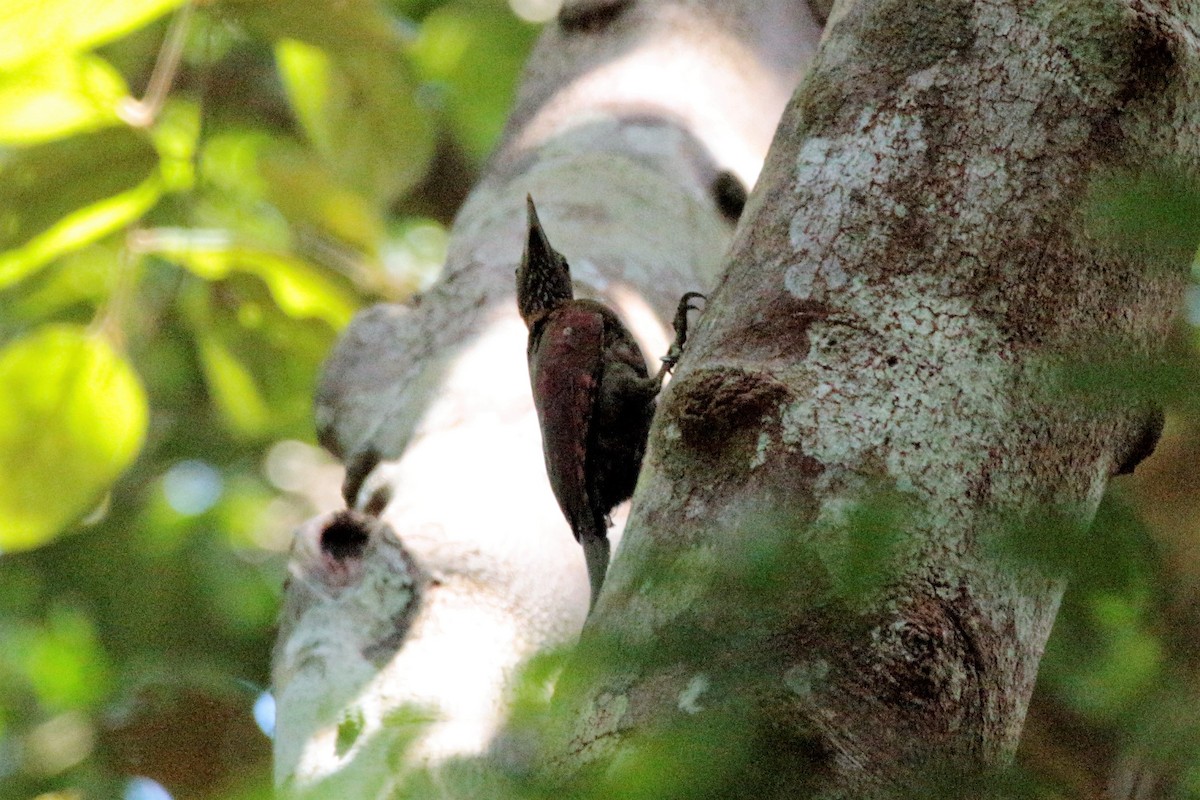 Checker-throated Woodpecker - ML61035401