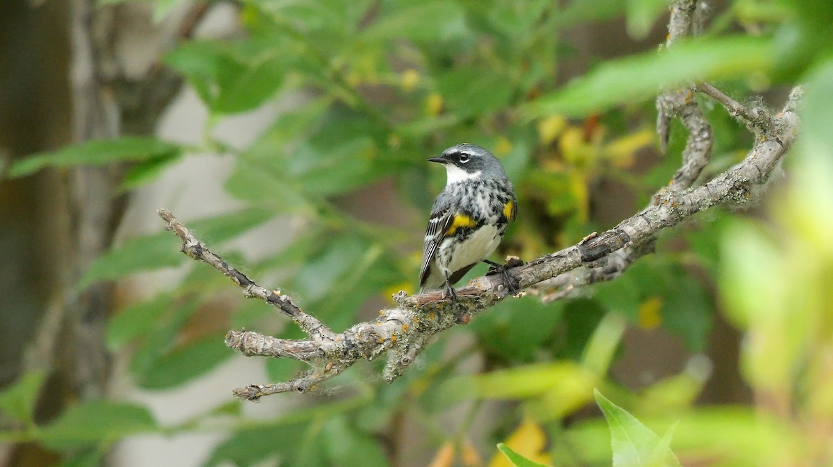 Yellow-rumped Warbler (Myrtle) - ML610354025