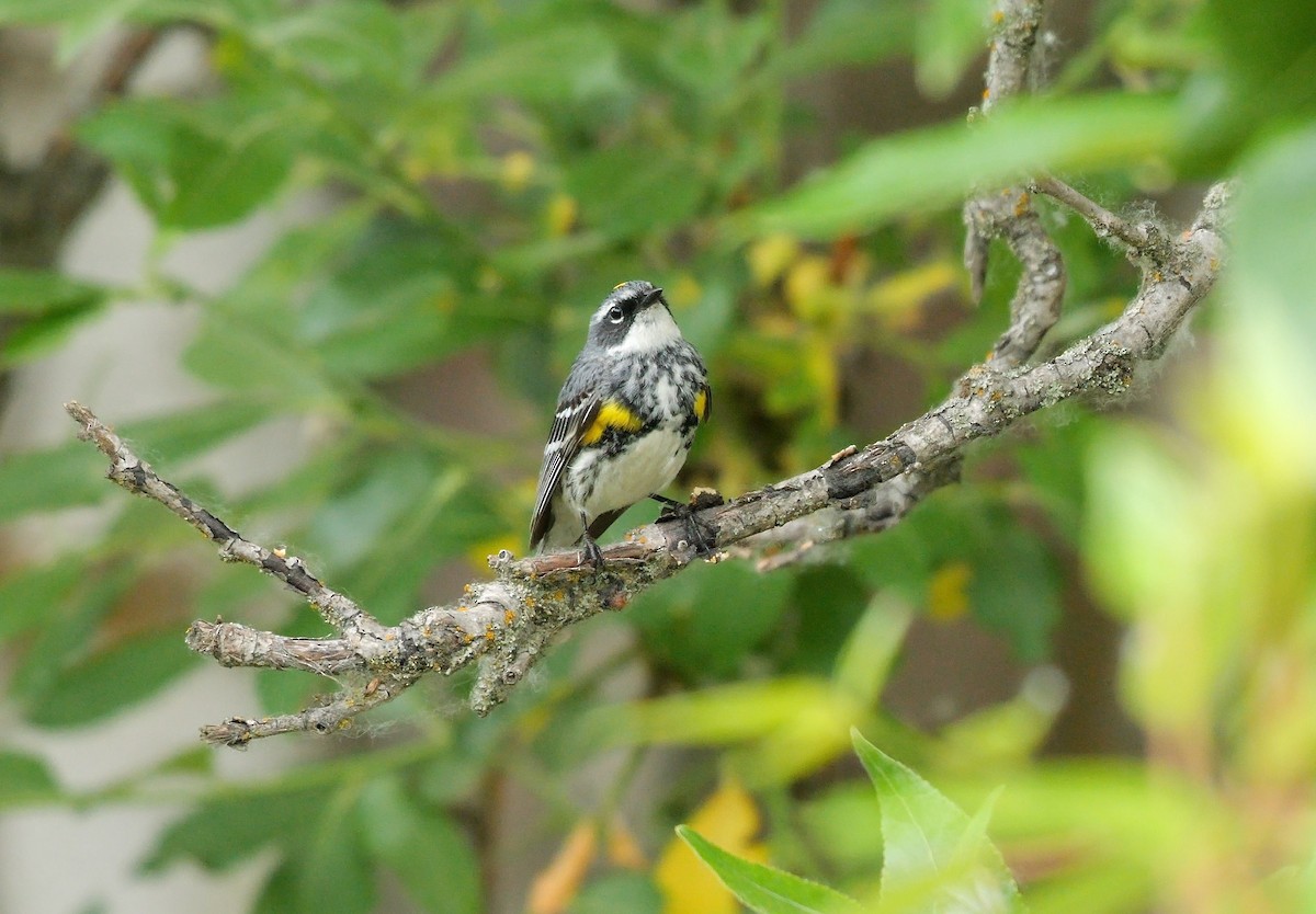Yellow-rumped Warbler (Myrtle) - ML610354026