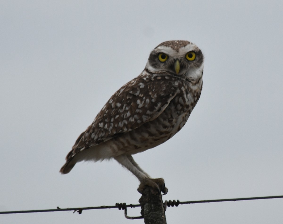 Burrowing Owl - ML610354102