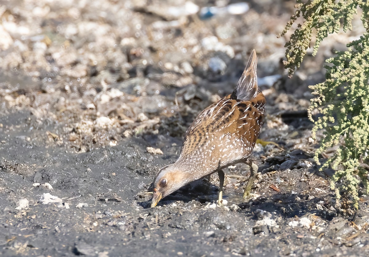 Spotted Crake - ML610354199