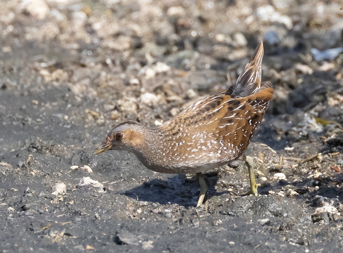 Spotted Crake - ML610354200