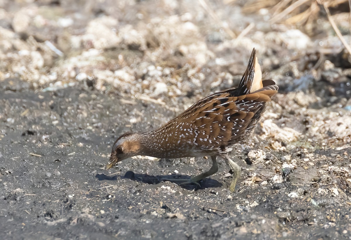 Spotted Crake - ML610354201