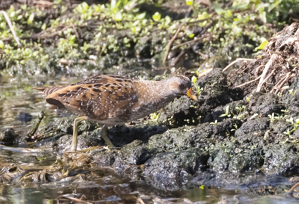 Spotted Crake - ML610354202