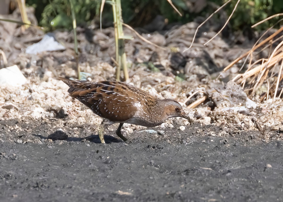 Spotted Crake - ML610354203