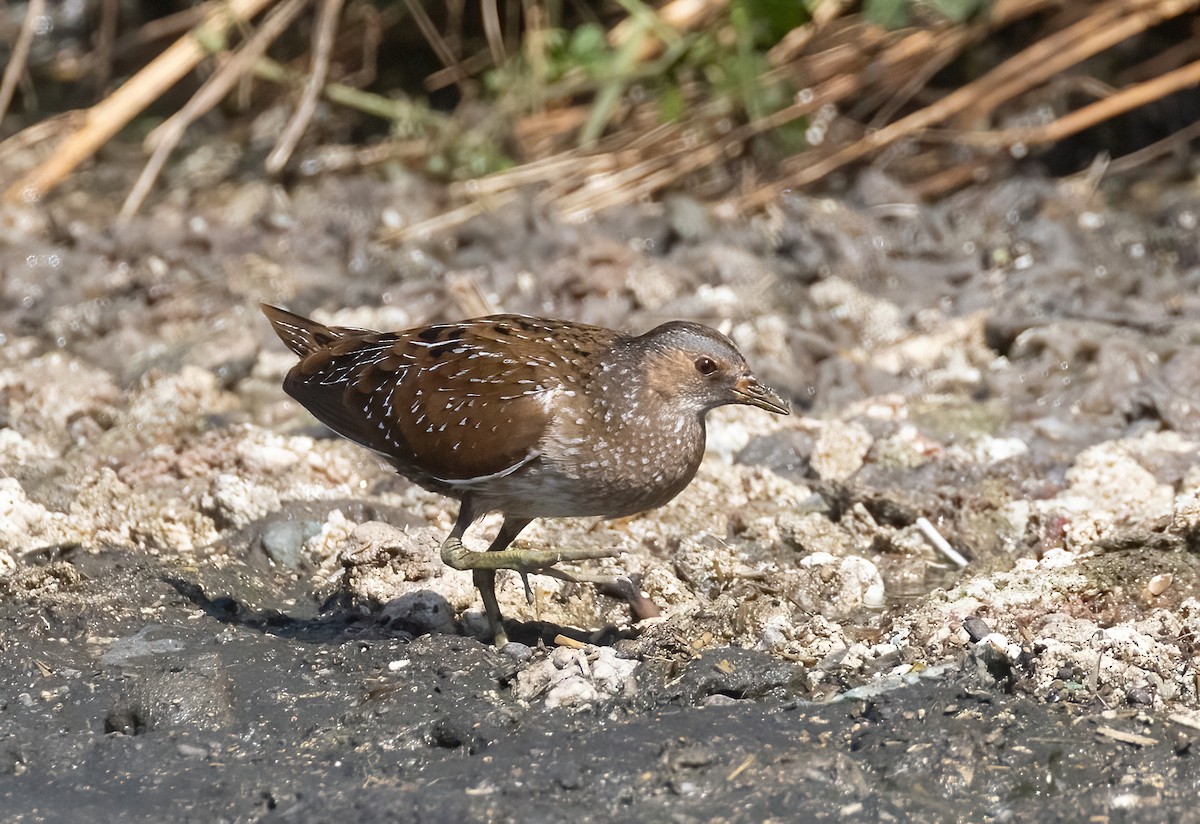 Spotted Crake - ML610354204