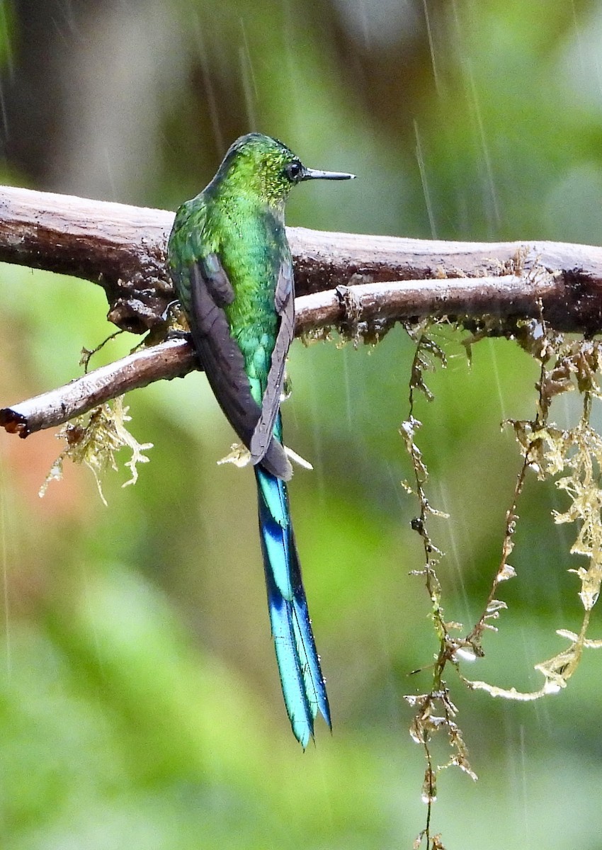 Long-tailed Sylph - ML610354460