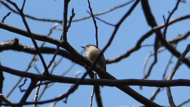 White-tailed Nuthatch - ML610354511