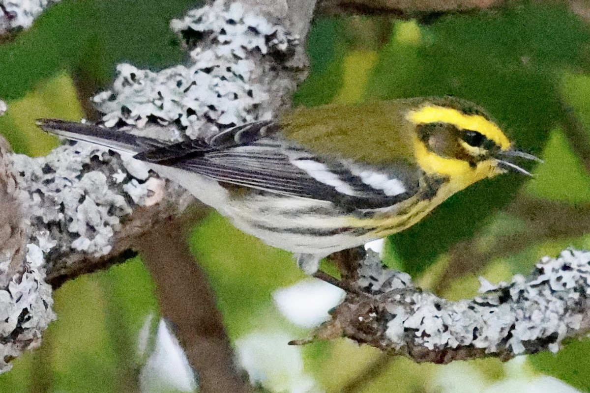 eBird Checklist 25 Oct 2023 Rue de la Coupe de l'Islet/Rue du Parc