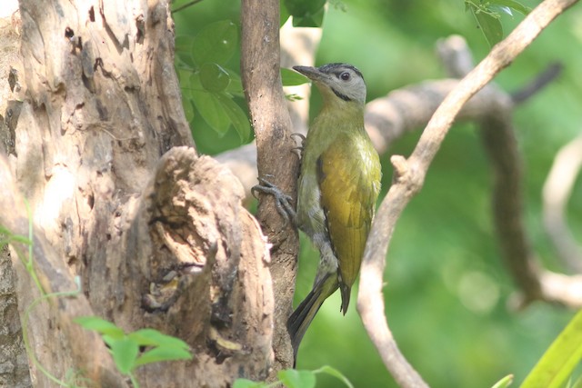 Gray-headed Woodpecker at Kaeng Krachan NP--Ban Song Nok by Benjamin Pap