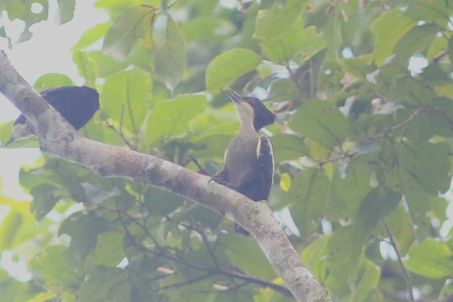 Heart-spotted Woodpecker at Kaeng Krachan NP (general area) by Benjamin Pap