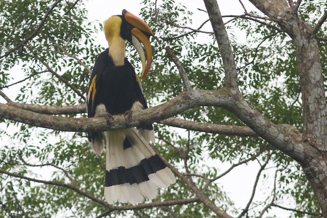 Great Hornbill at Kaeng Krachan NP (general area) by Benjamin Pap