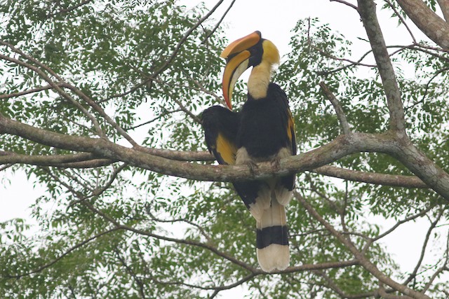Great Hornbill at Kaeng Krachan NP (general area) by Benjamin Pap