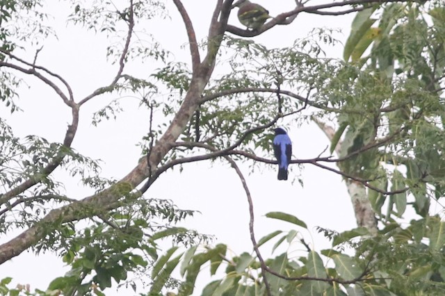 Asian Fairy-bluebird at Kaeng Krachan NP (general area) by Benjamin Pap