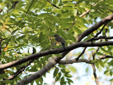 Red-flanked Bluetail - eBird