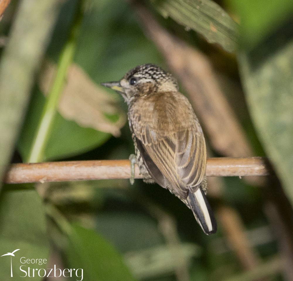White-barred Piculet - George Strozberg