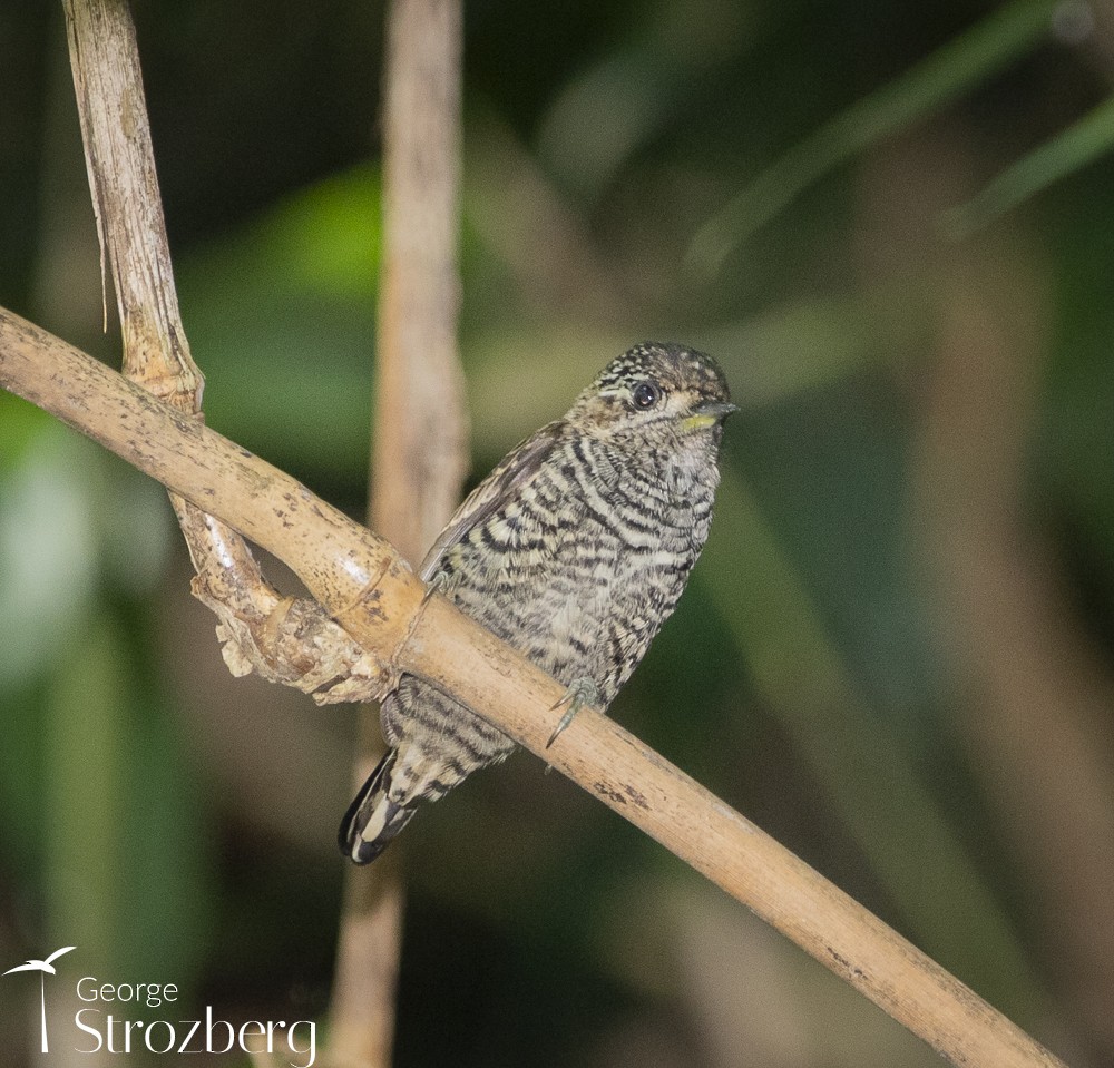 White-barred Piculet - ML610355471